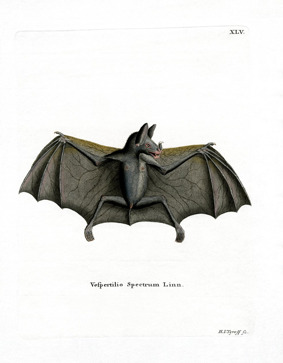 Chauve-souris spectrale - German School