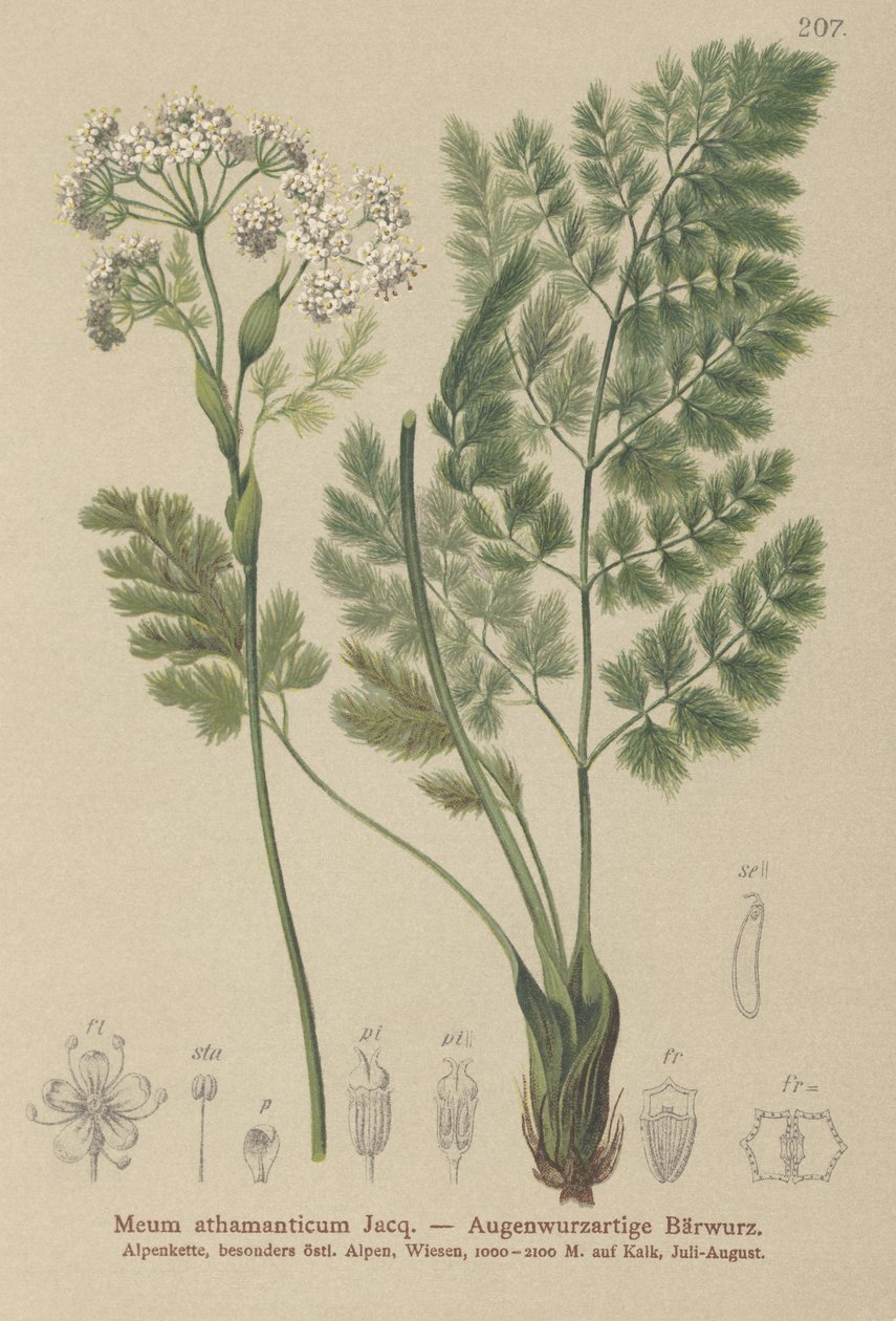 Spignel (Meum athamanticum) - German School