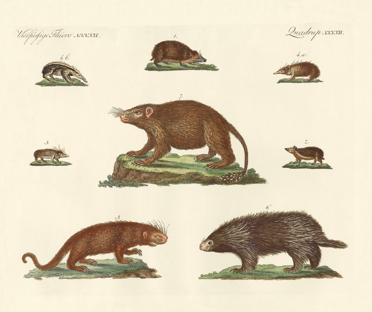 Animaux épineux - German School