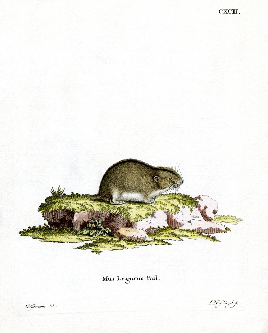 Lemming des steppes - German School