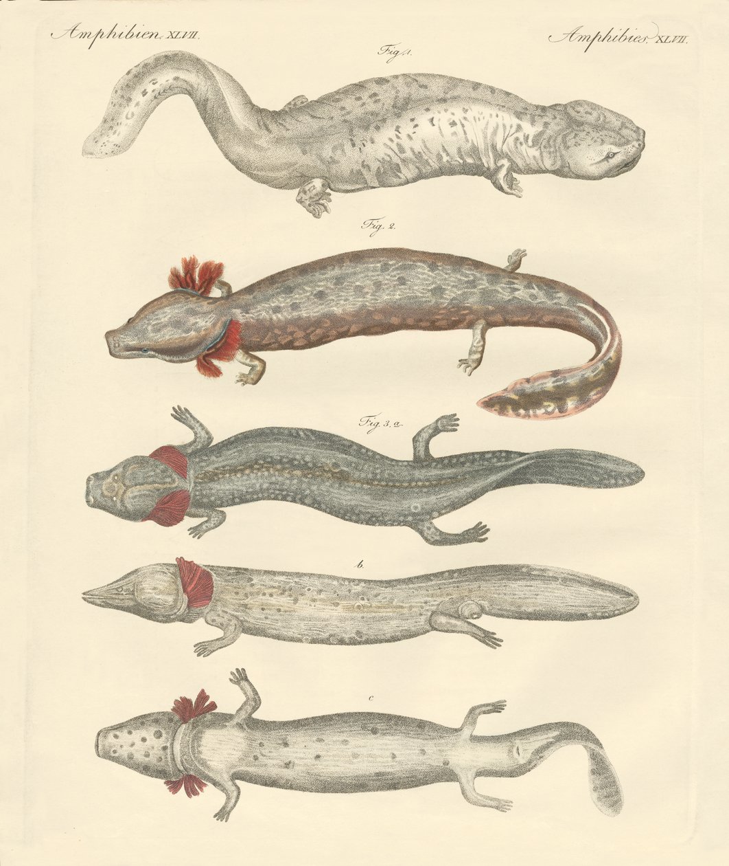 Étranges amphibiens - German School