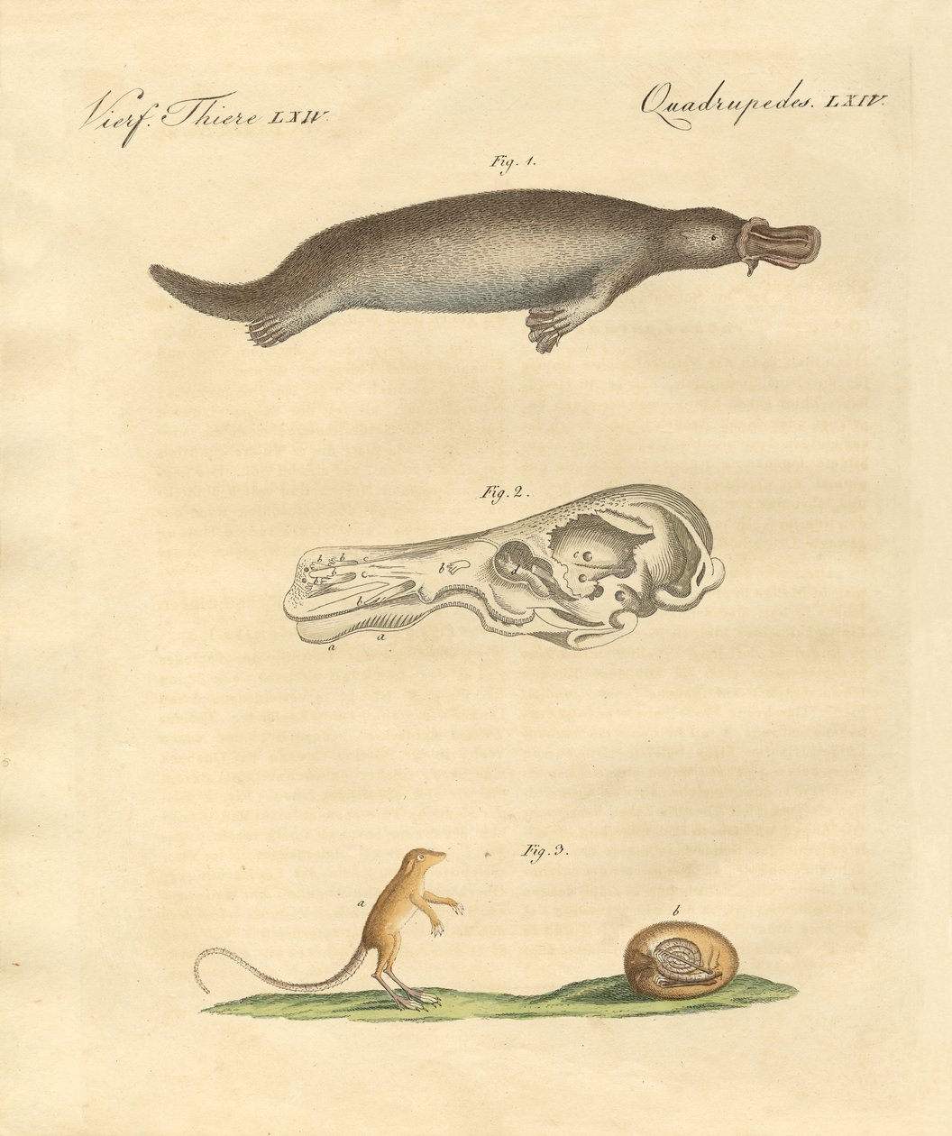 Animaux étranges - German School