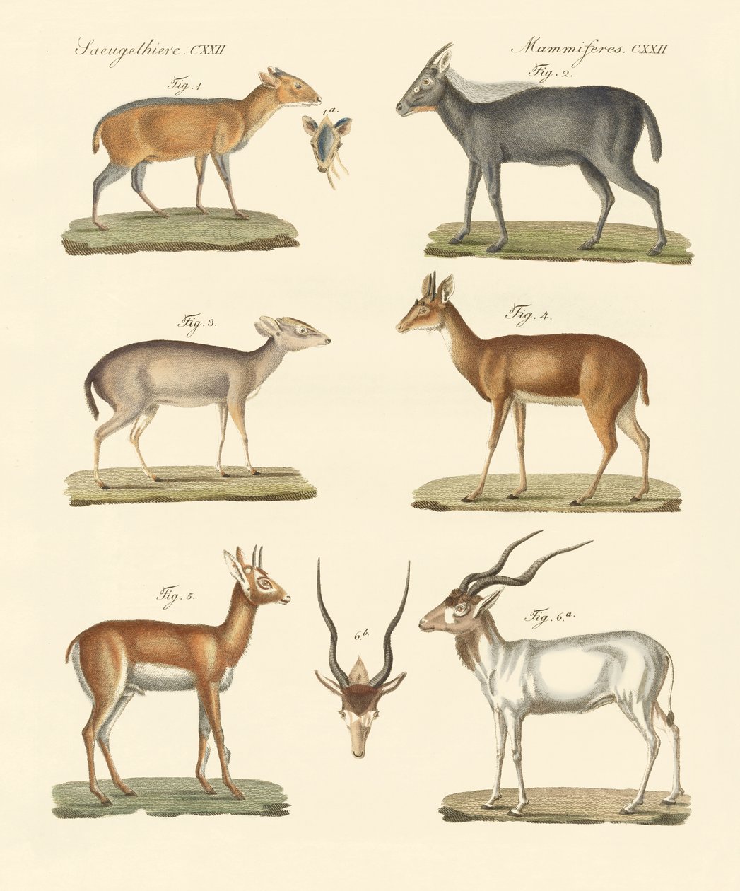 Étranges antilopes - German School