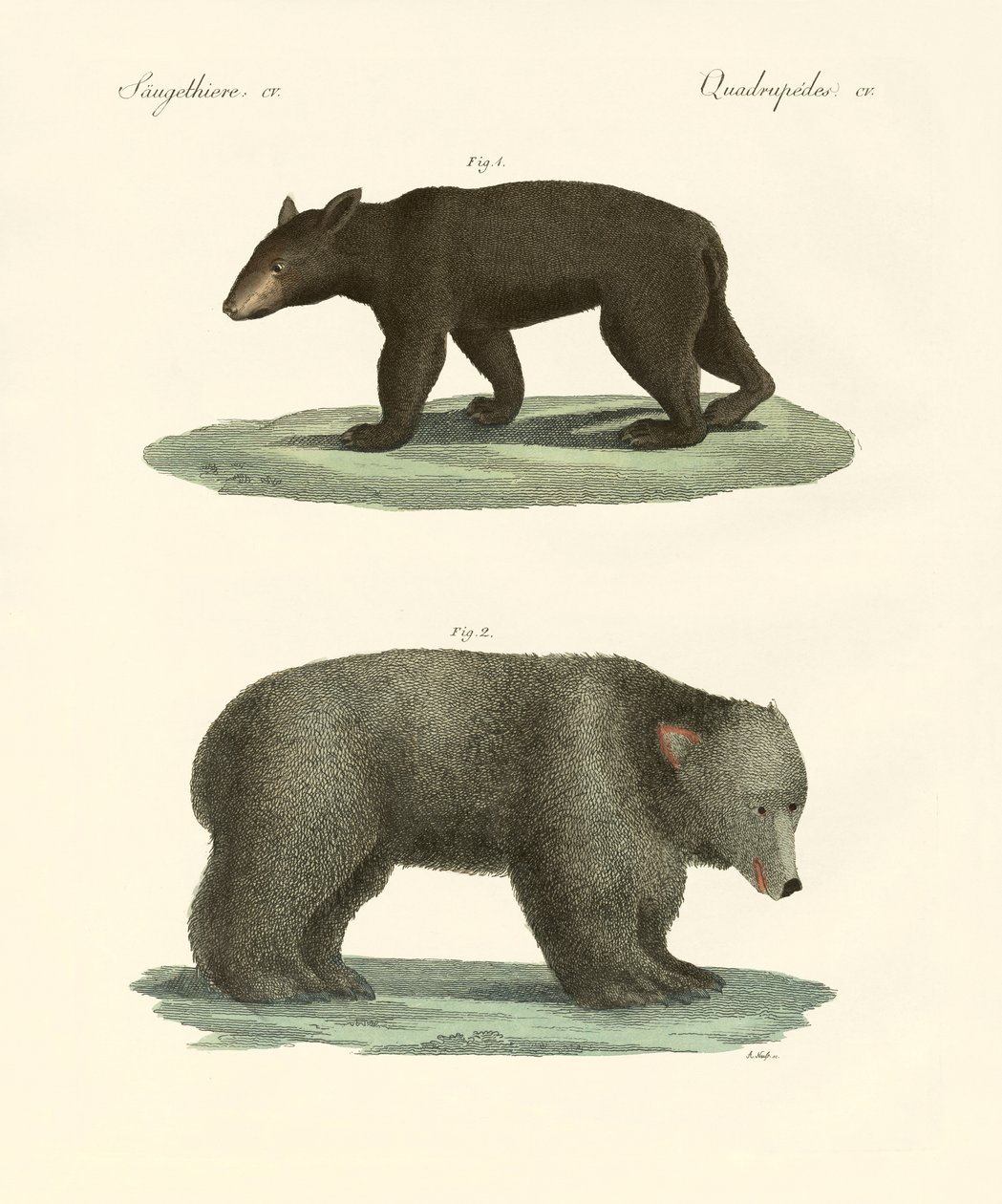 Étranges ours - German School