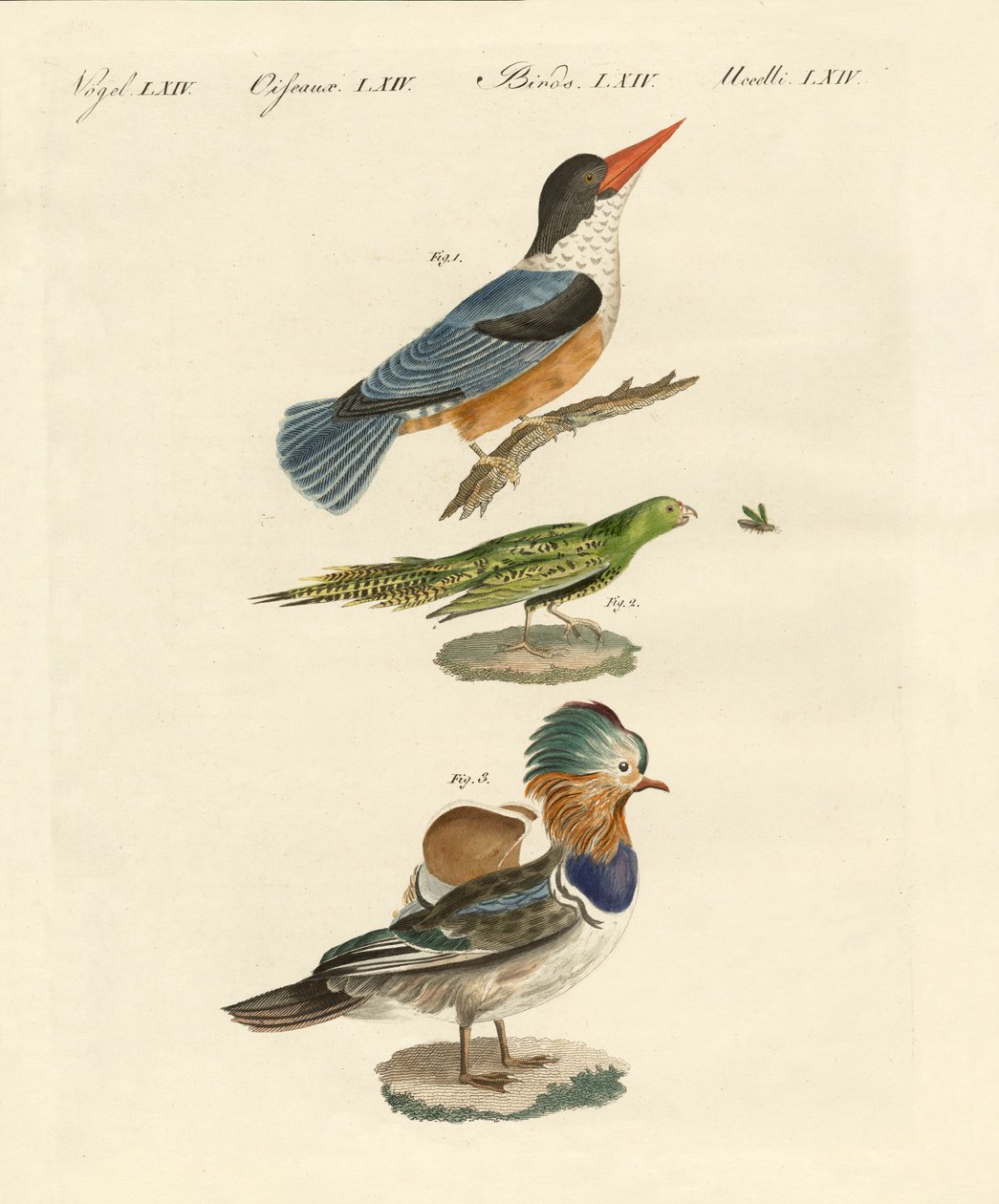 Oiseaux étranges (gravure en couleur) - German School