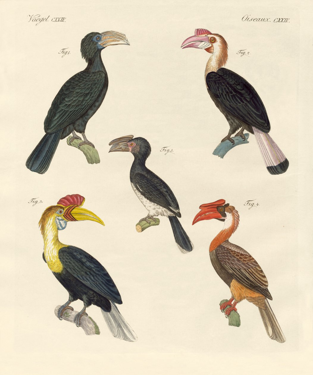 Oiseaux étranges - German School
