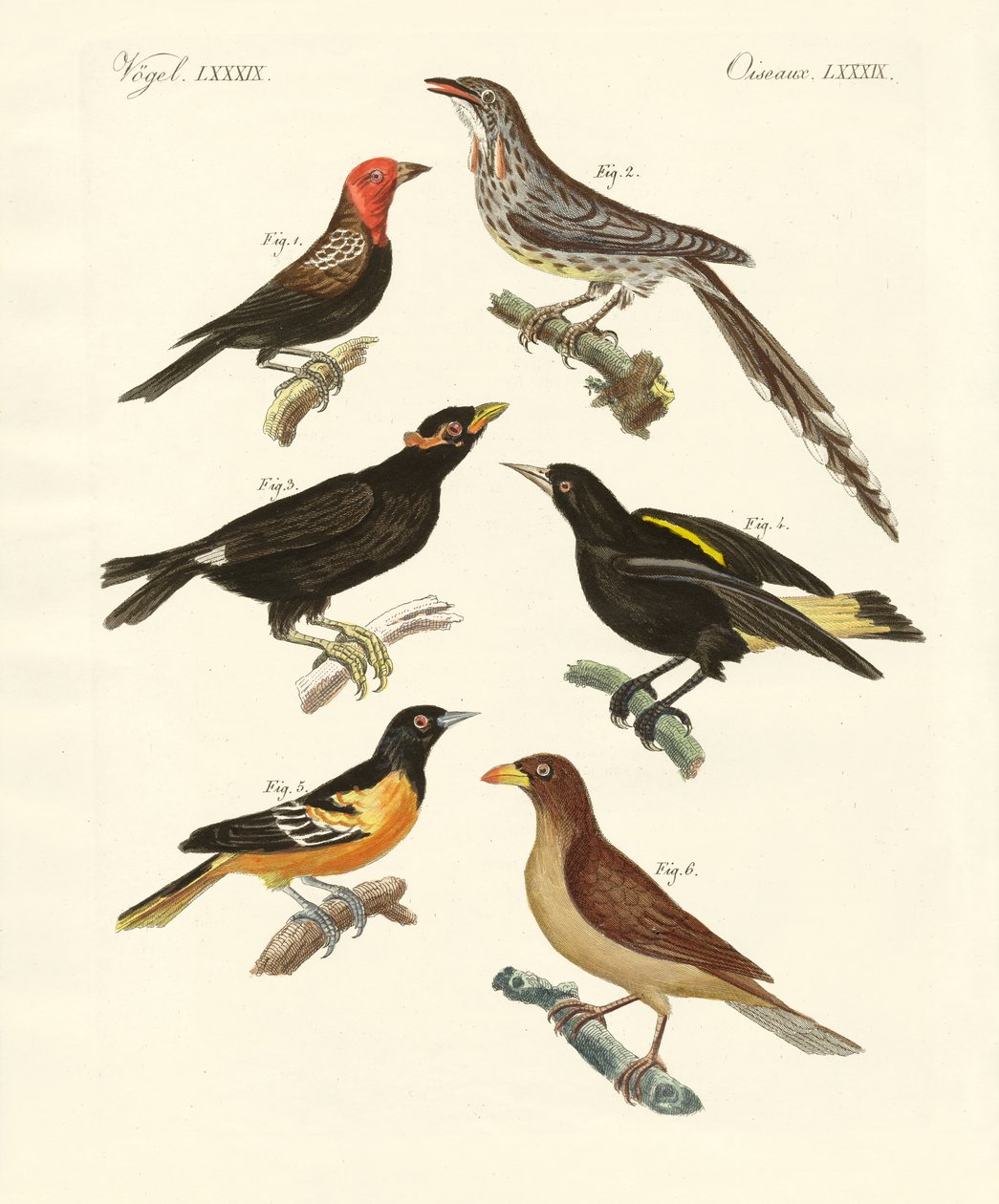 Oiseaux étranges - German School