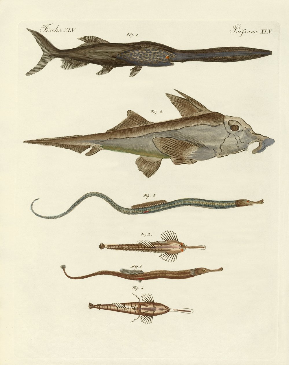 Poissons cartilagineux étranges - German School