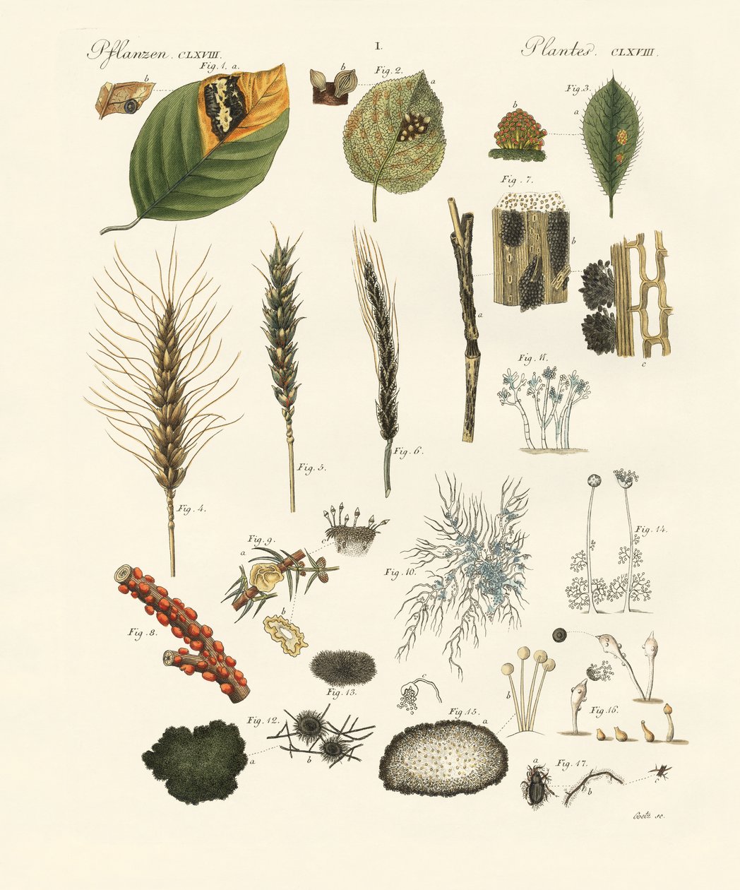Champignons poussiéreux et filamenteux étranges - German School