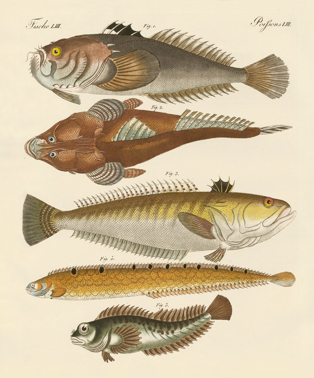 Étranges poissons - German School