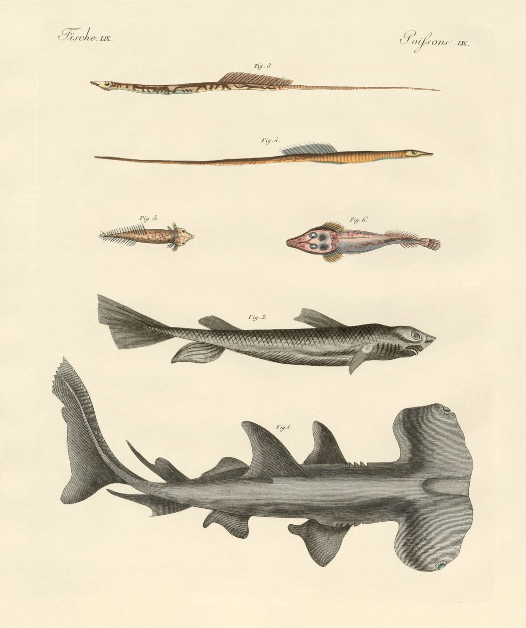 Poissons étranges - German School