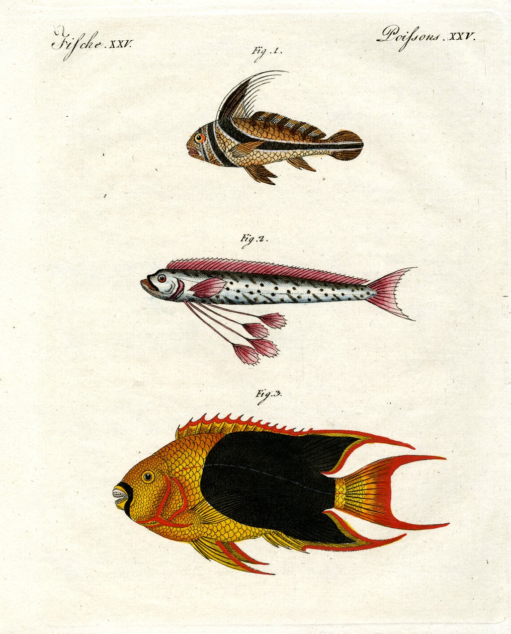Poissons étranges - German School