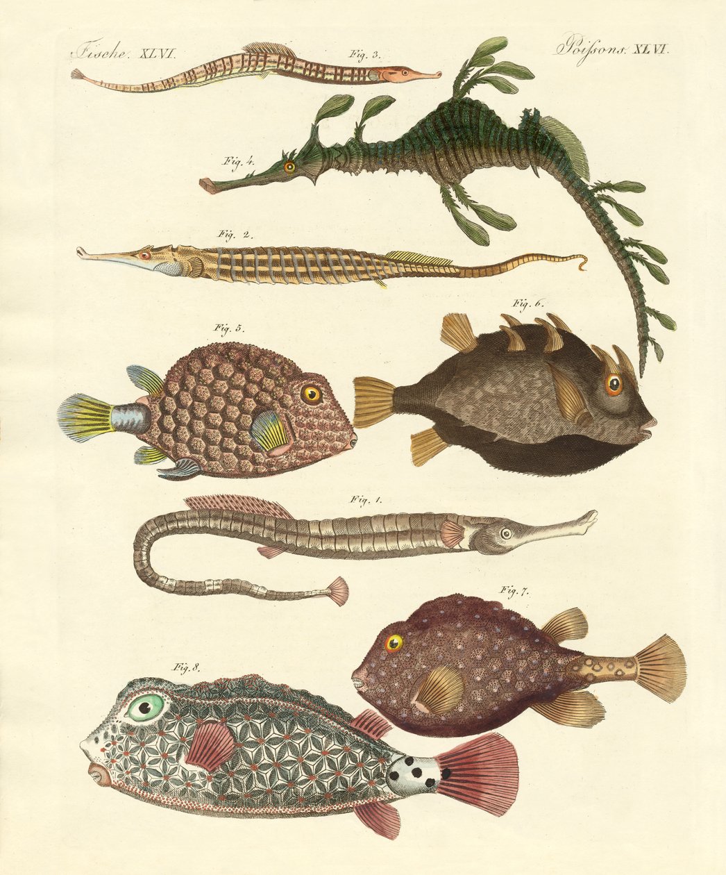 Poissons étranges - German School