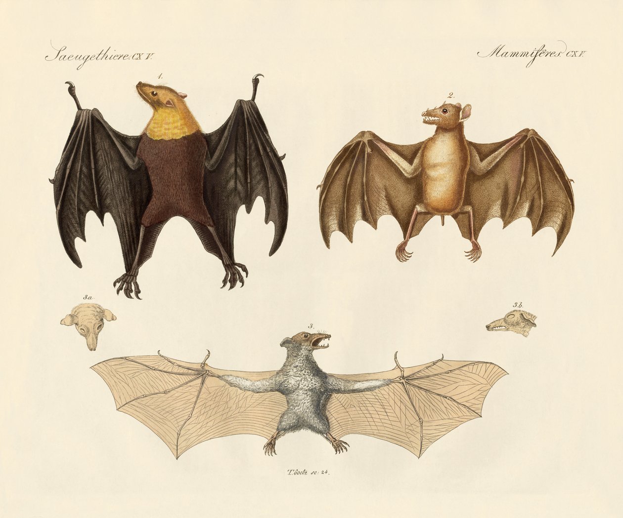 Animaux à volets étranges - German School