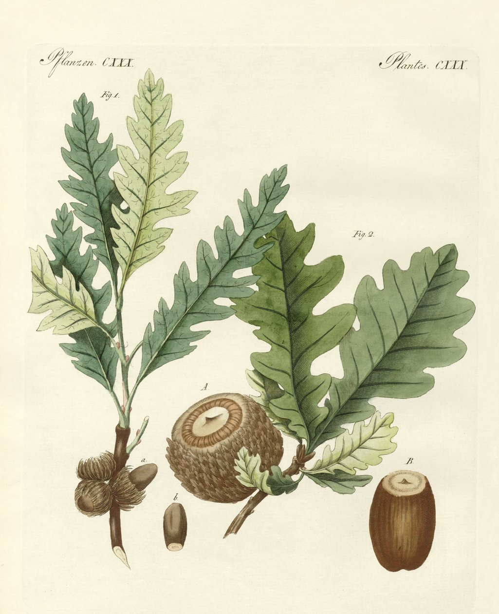 Chênes étrangers étranges (gravure en couleur) - German School