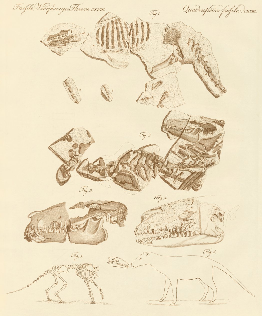 Étranges fossiles d