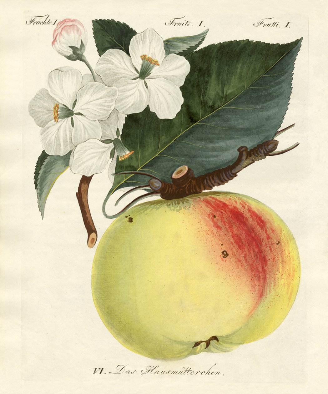 Fruits étranges - German School