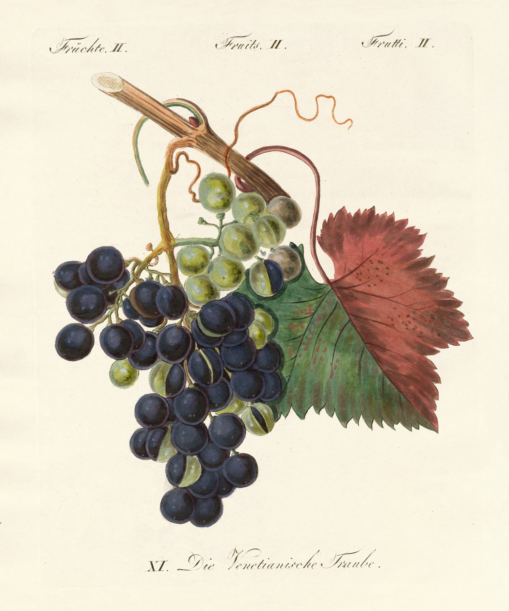 Fruits étranges - German School