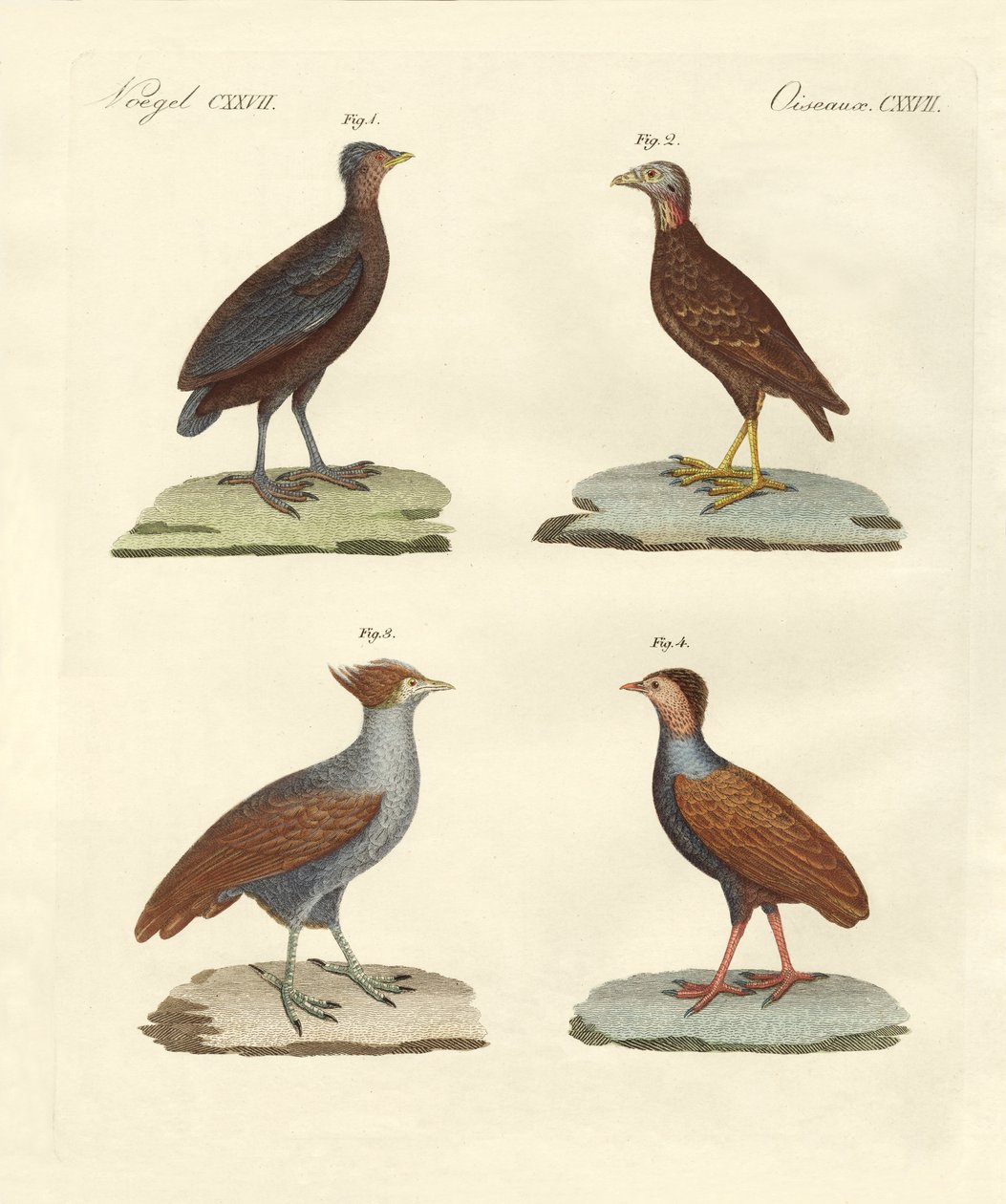 Oiseaux étranges semblables à des poules - German School