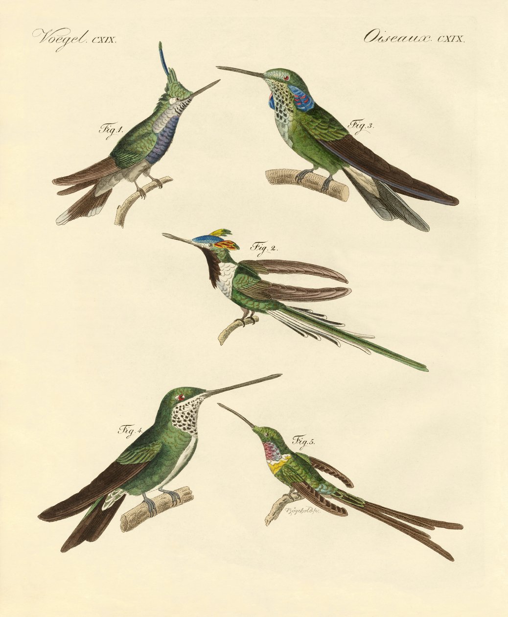 Colibris étranges - German School