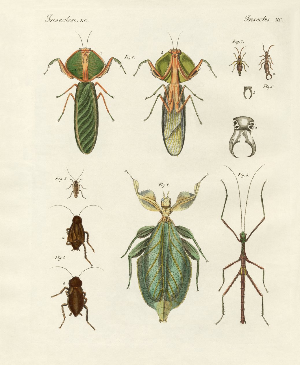 Étranges insectes - German School