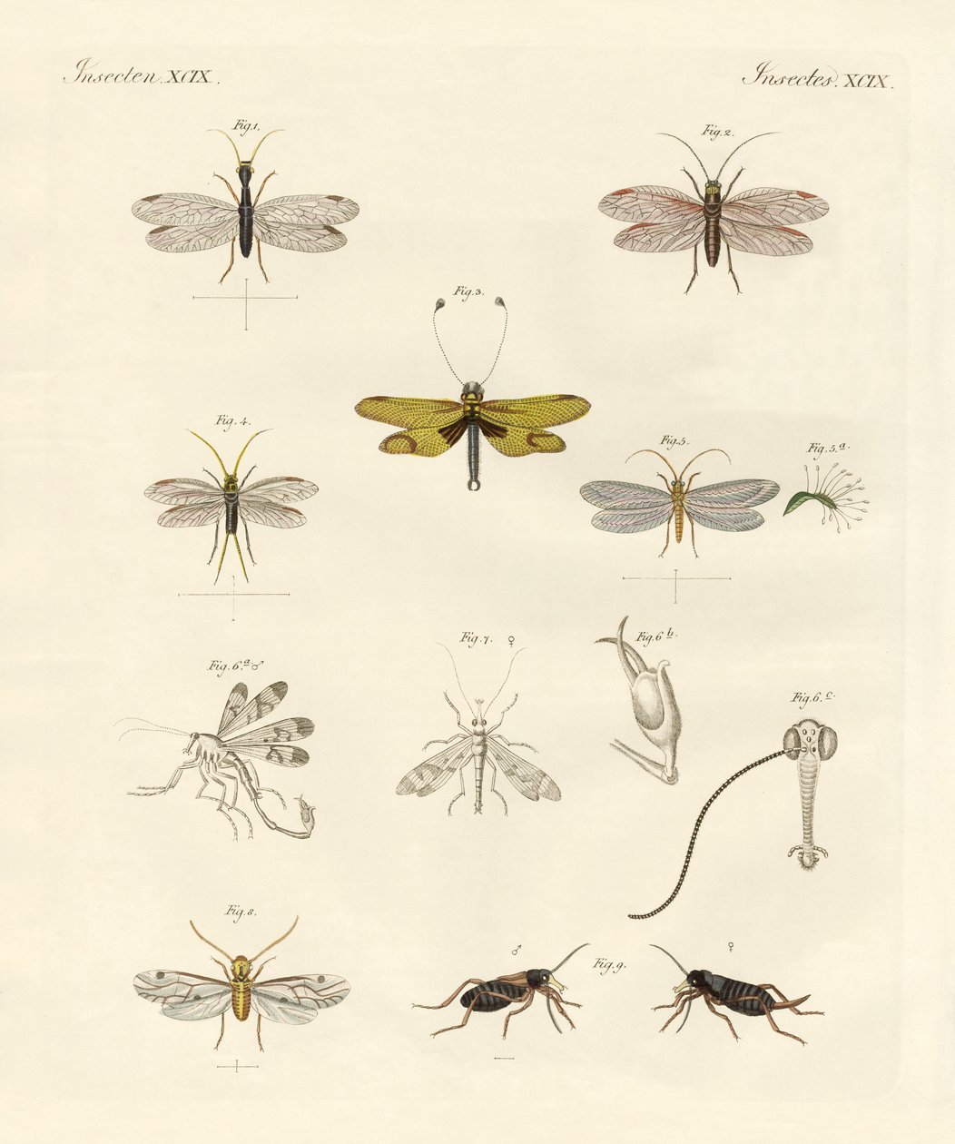 Étranges insectes - German School