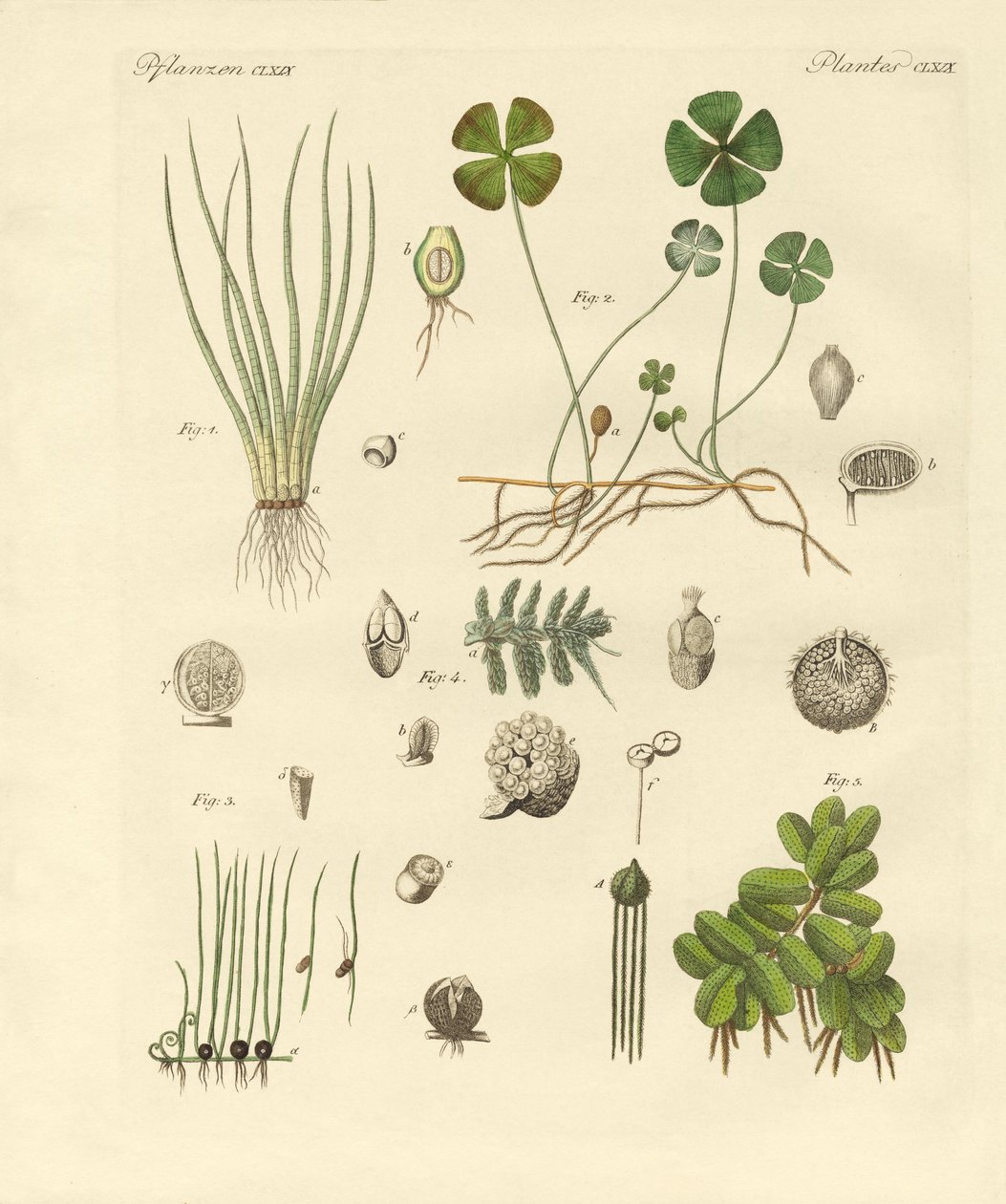 Étranges plantes - German School