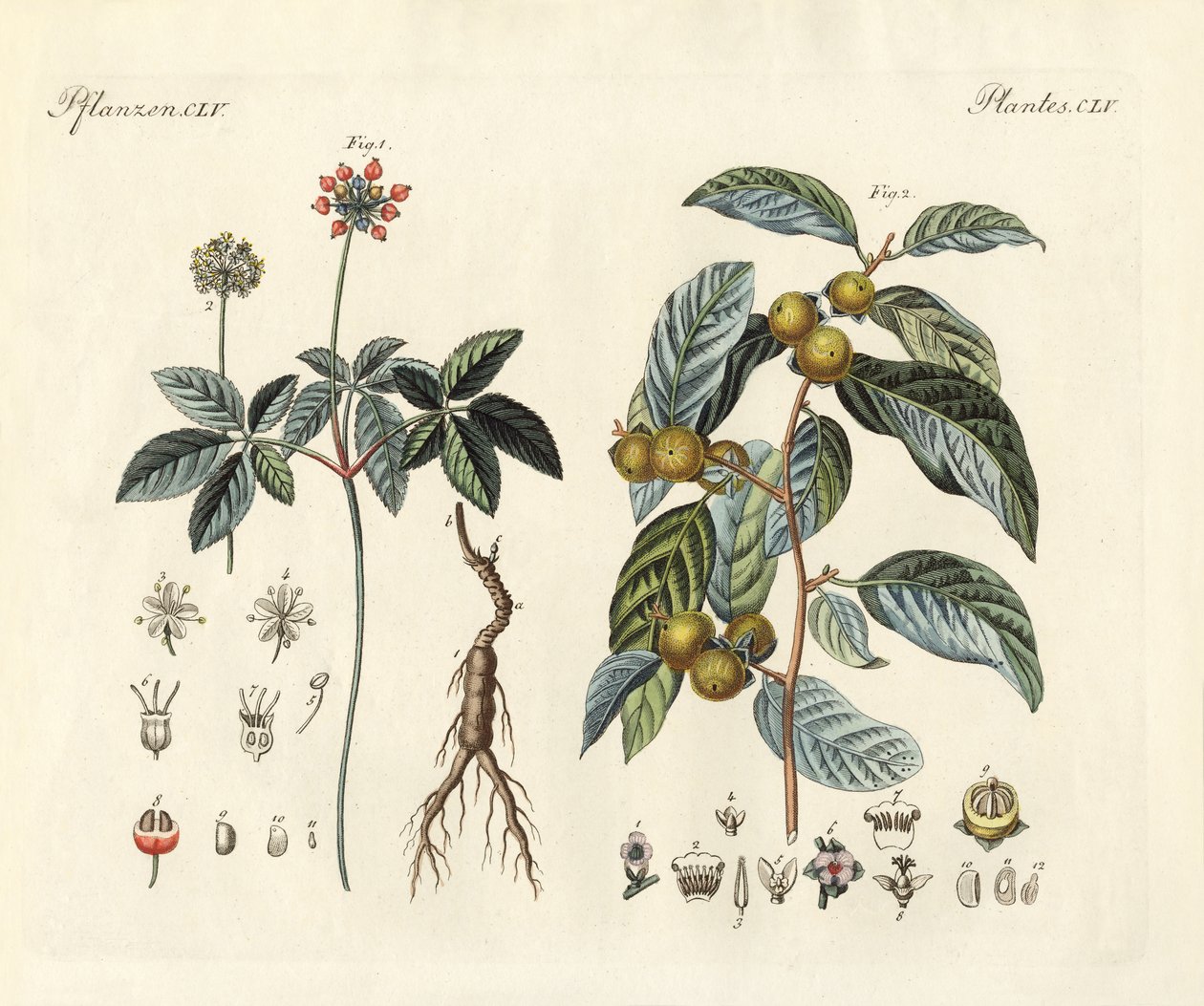 Étranges plantes (gravure en couleur) - German School