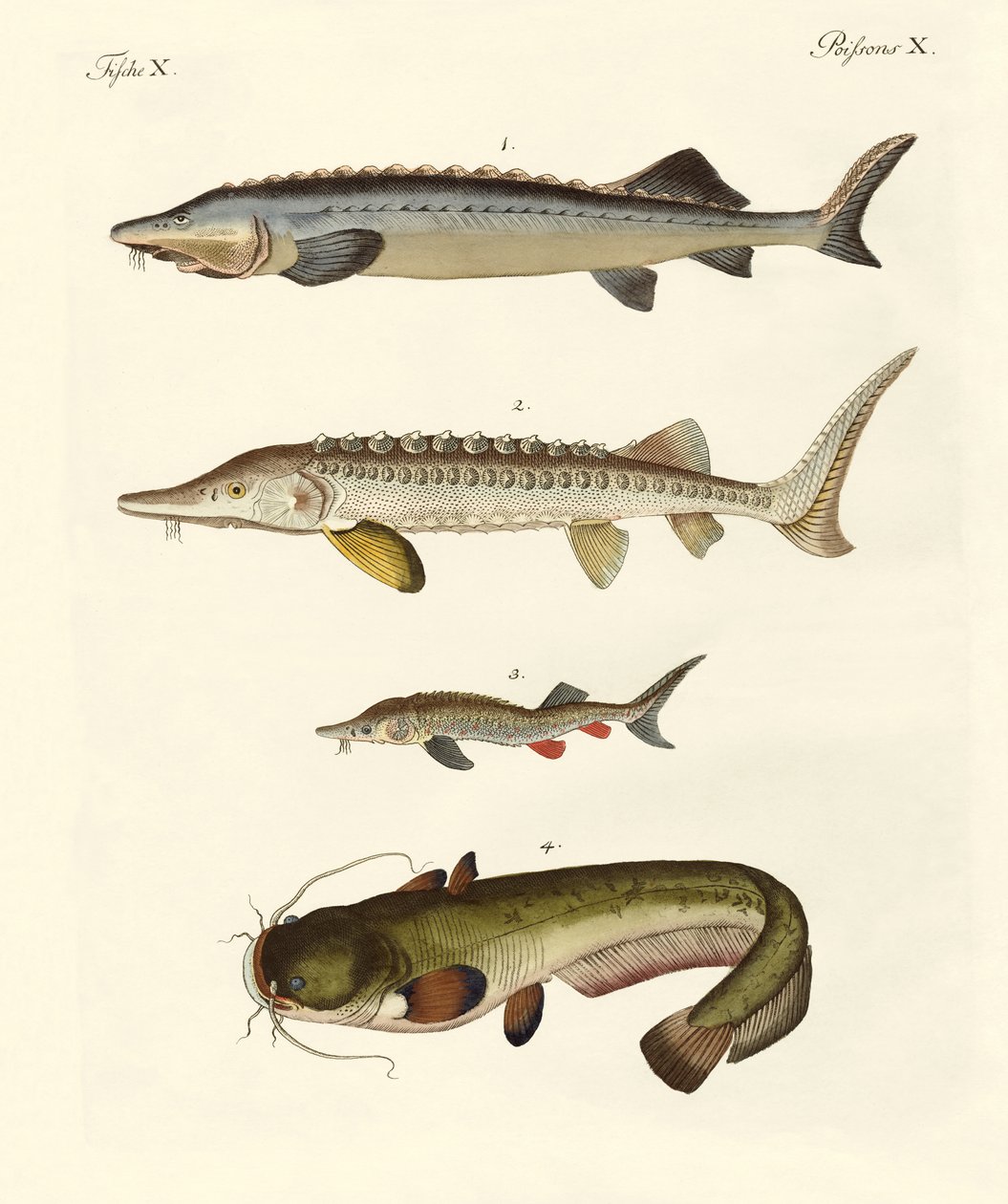 Poissons de rivière étranges - German School