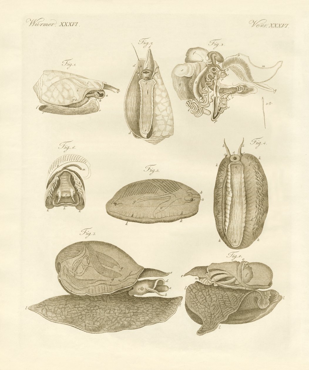 Étranges escargots de mer - German School