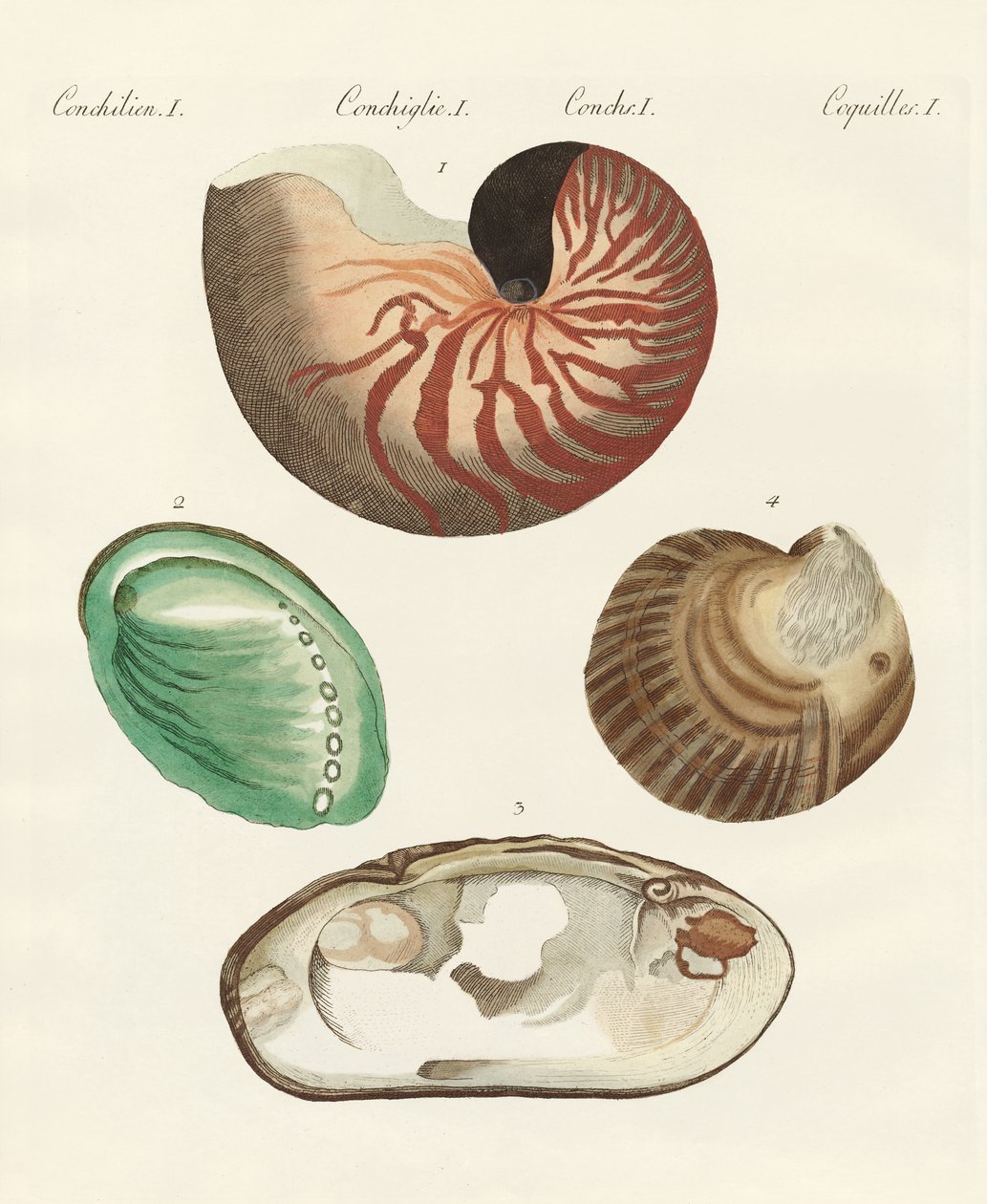 Étranges escargots et palourdes - German School