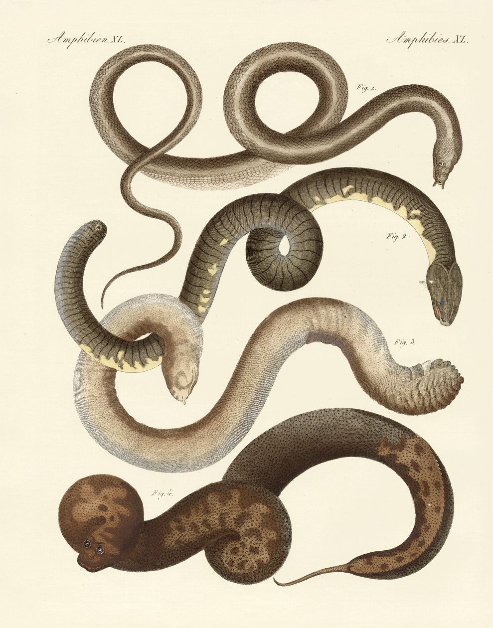 Serpent étrange - German School