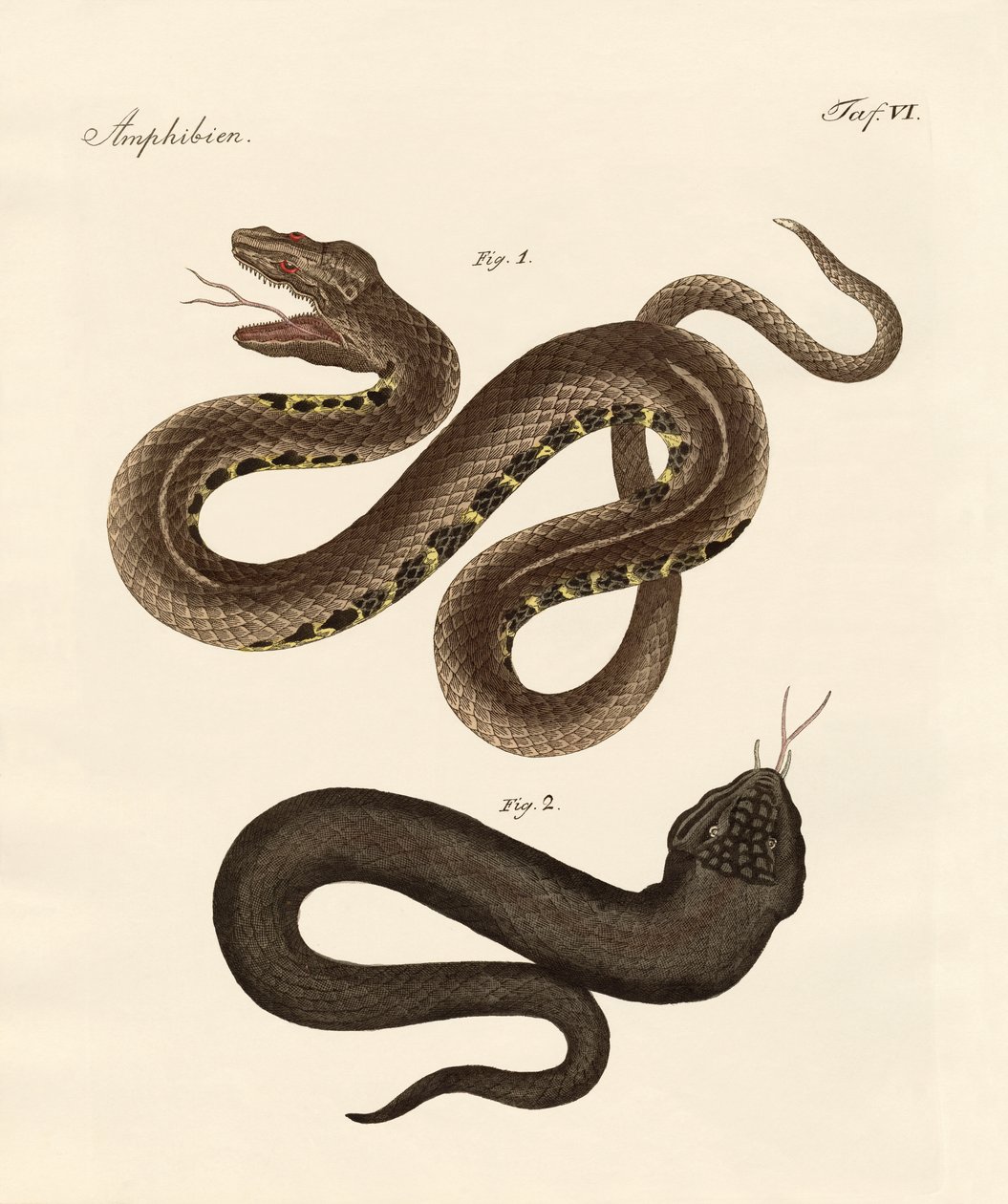 Serpent étrange - German School