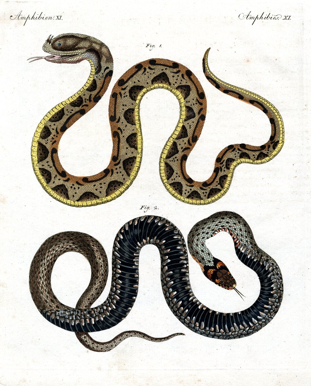 Serpent étrange - German School