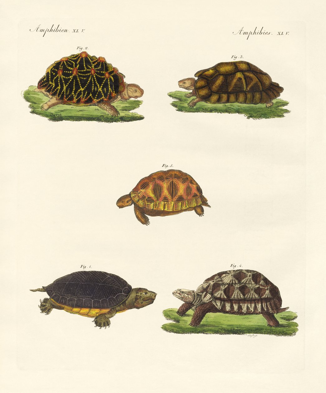 Étranges tortues - German School