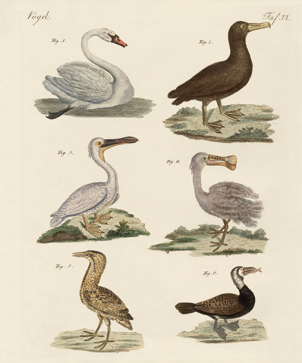 Étranges oiseaux aquatiques - German School