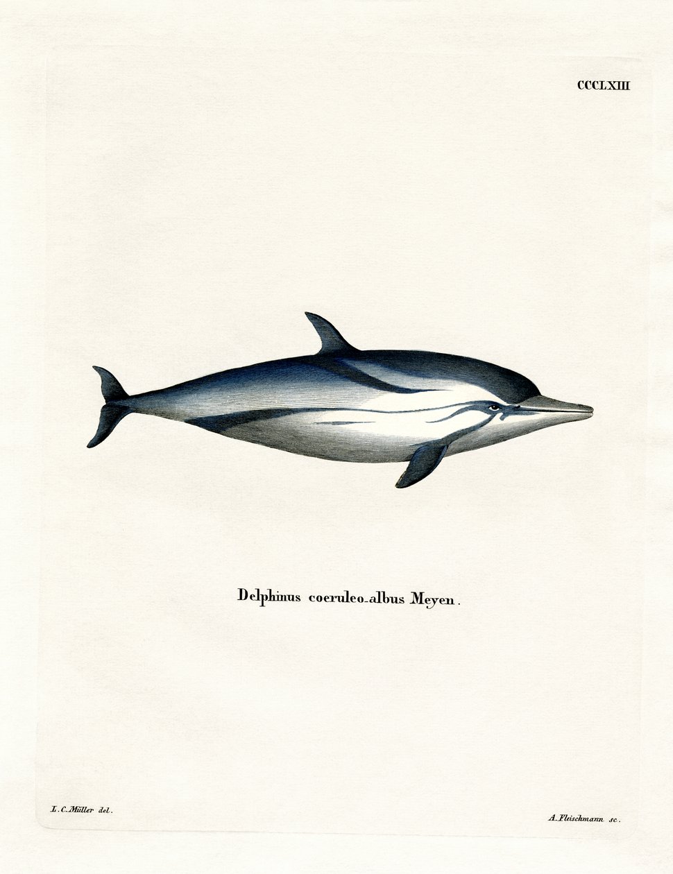 Dauphin bleu et blanc - German School
