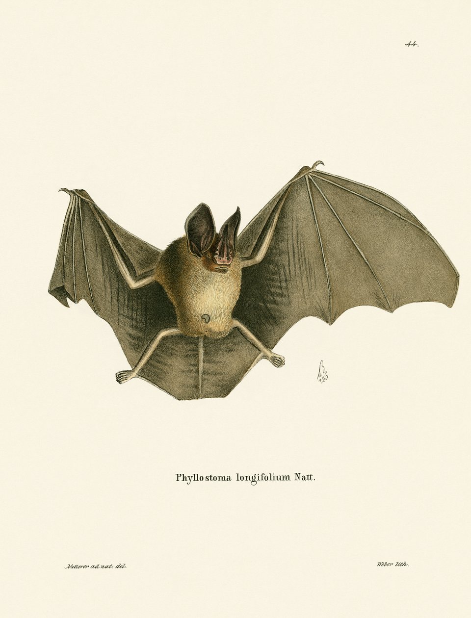 Chauve-souris à nez poilu rayé - German School