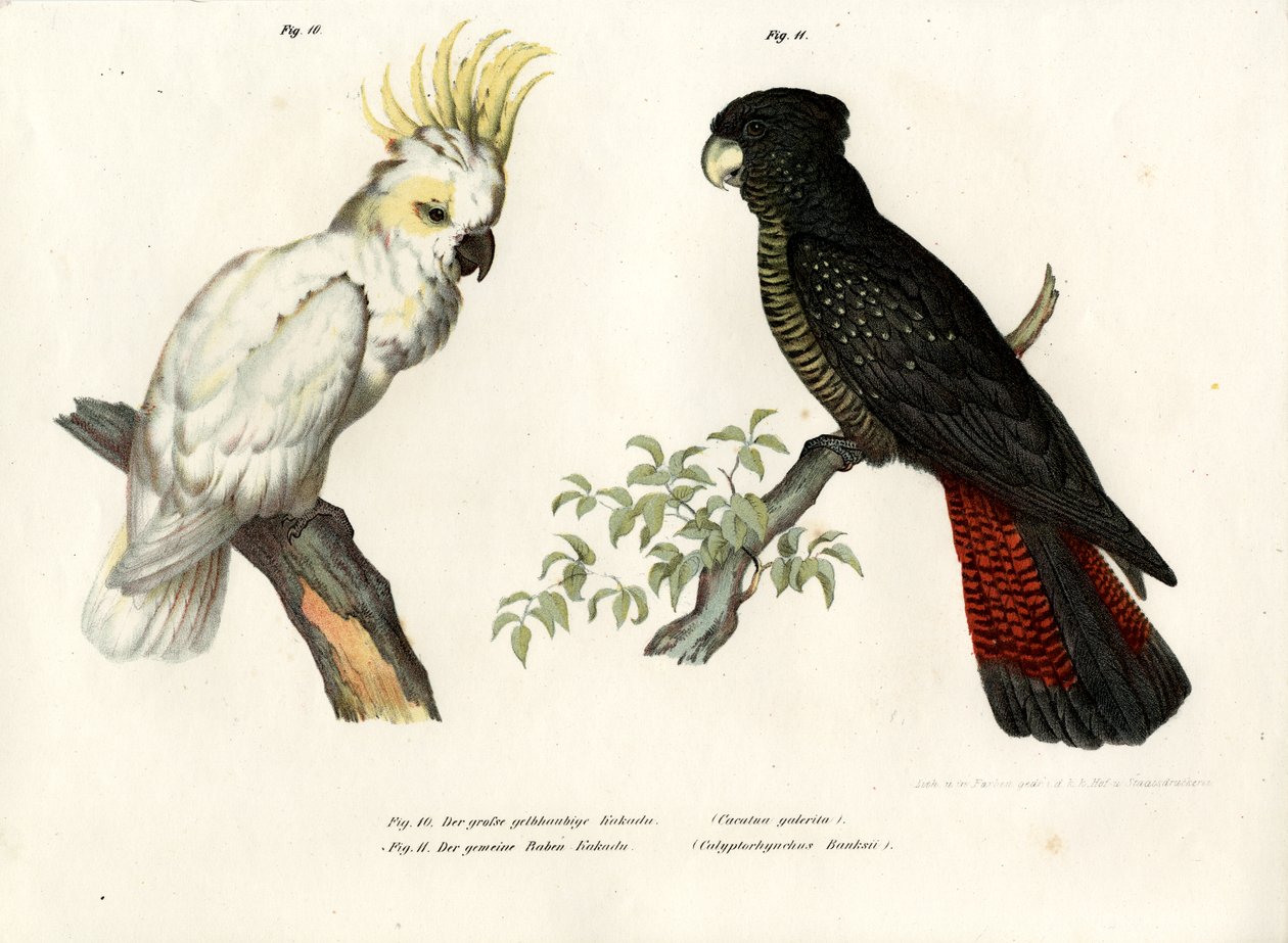 Cacatoès à huppe jaune, 1864 - German School