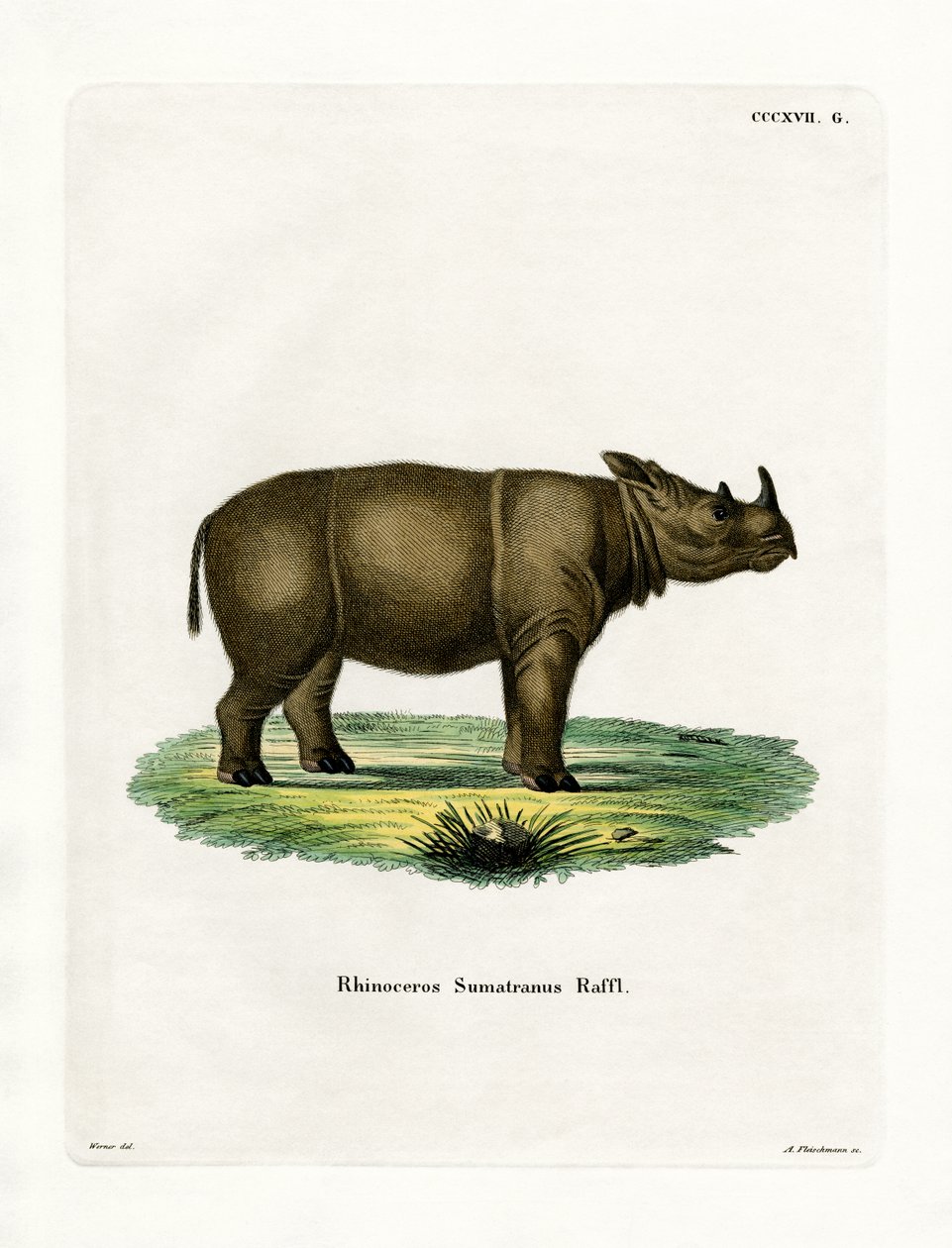 Rhinocéros de Sumatra - German School
