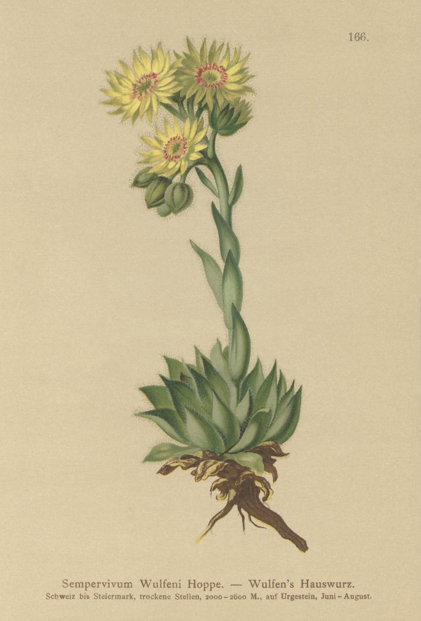 Joubarbe de Wulfen (Sempervivum Wulfenii) - German School