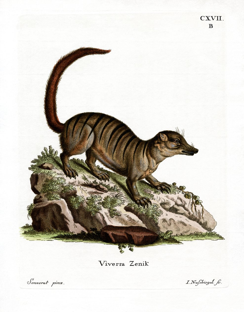 Suricate - German School