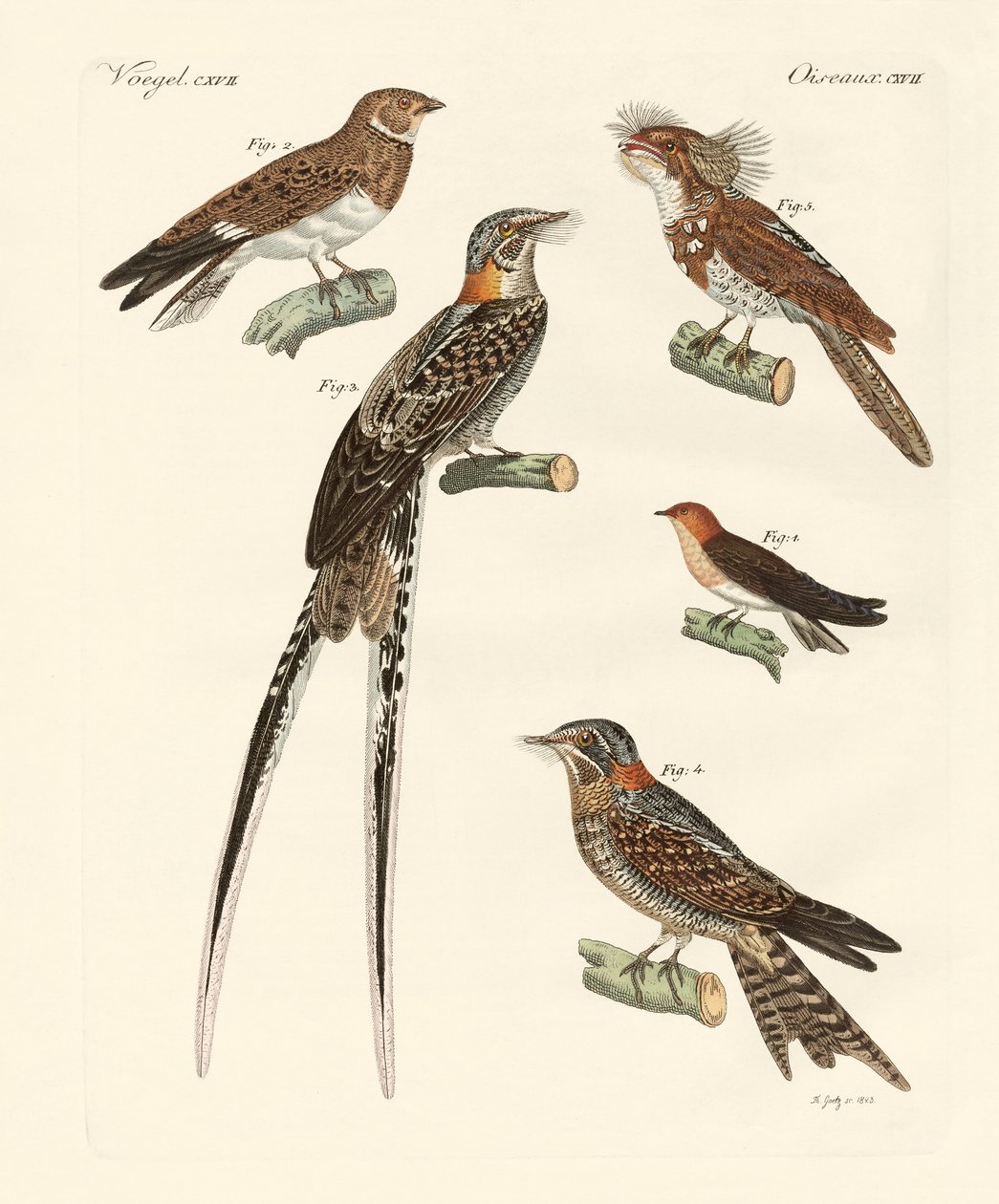Oiseaux ressemblant à des hirondelles - German School