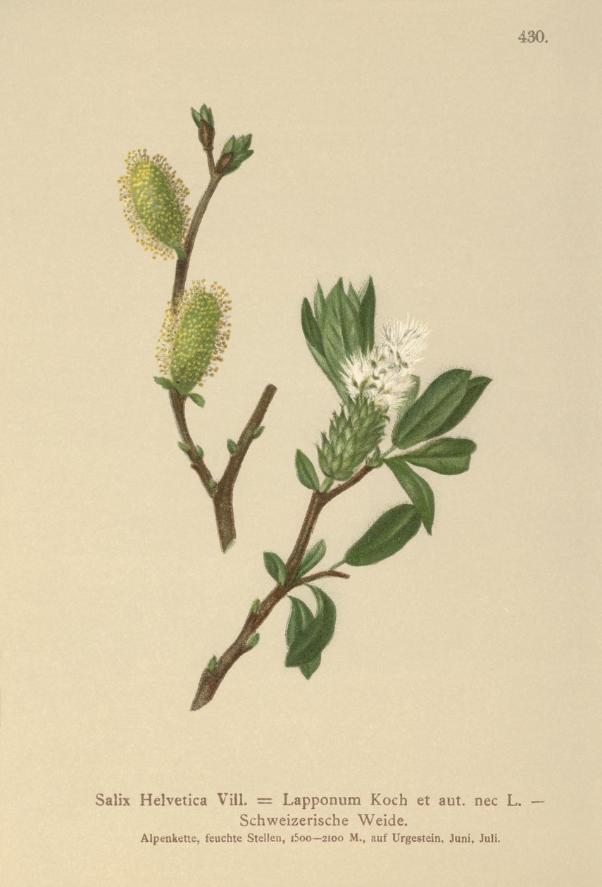 Saule de Suisse (Salix Helvetica, Salix Lapponum) - German School