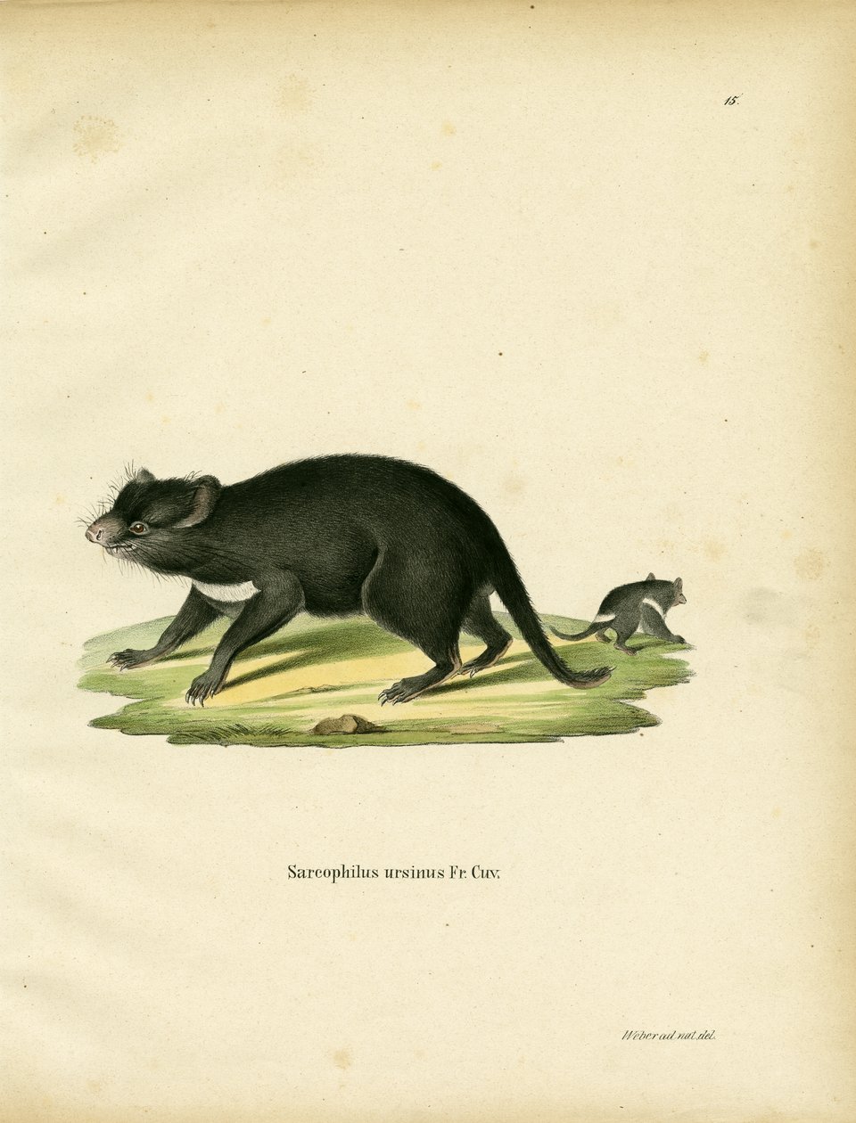 Diable de Tasmanie - German School