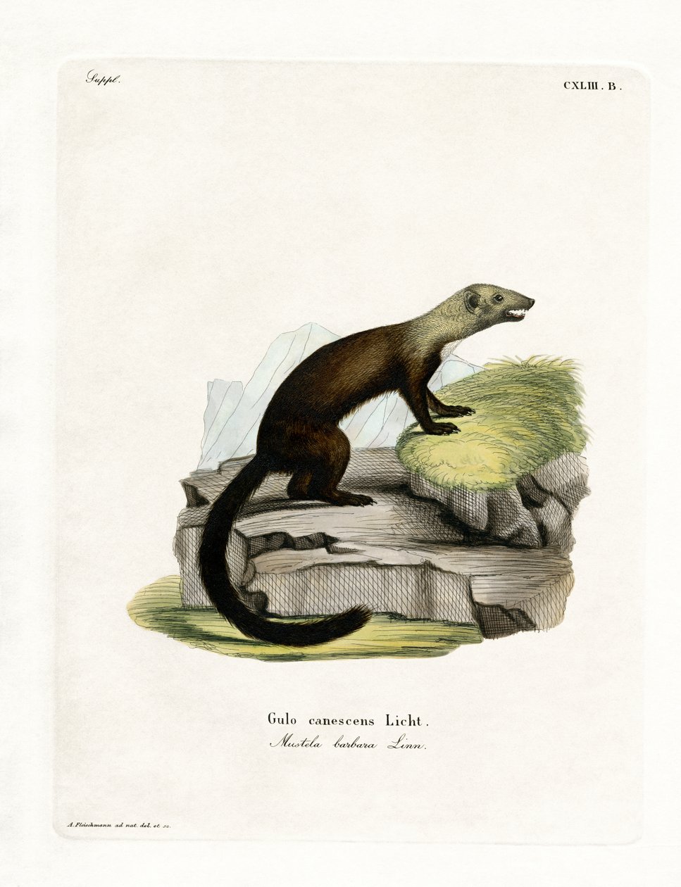 Tayra - German School