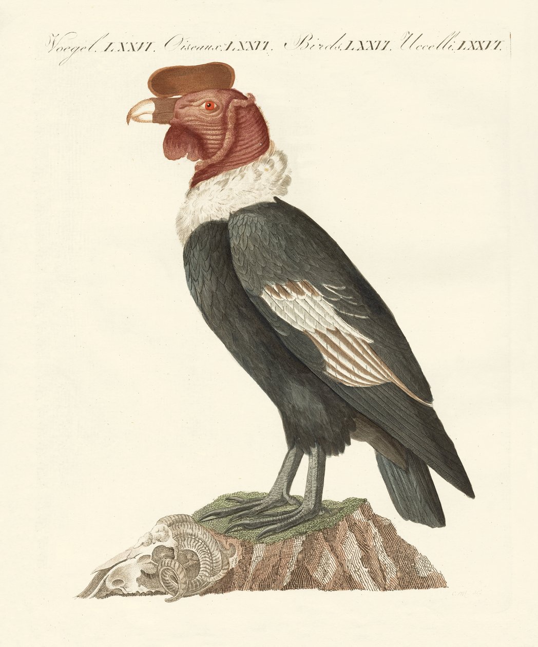 Le condor - German School