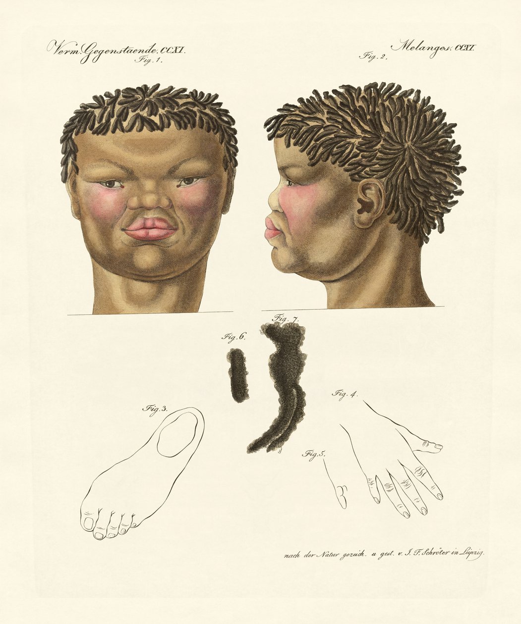 Le hottentot ou bushman (gravure en couleur) - German School