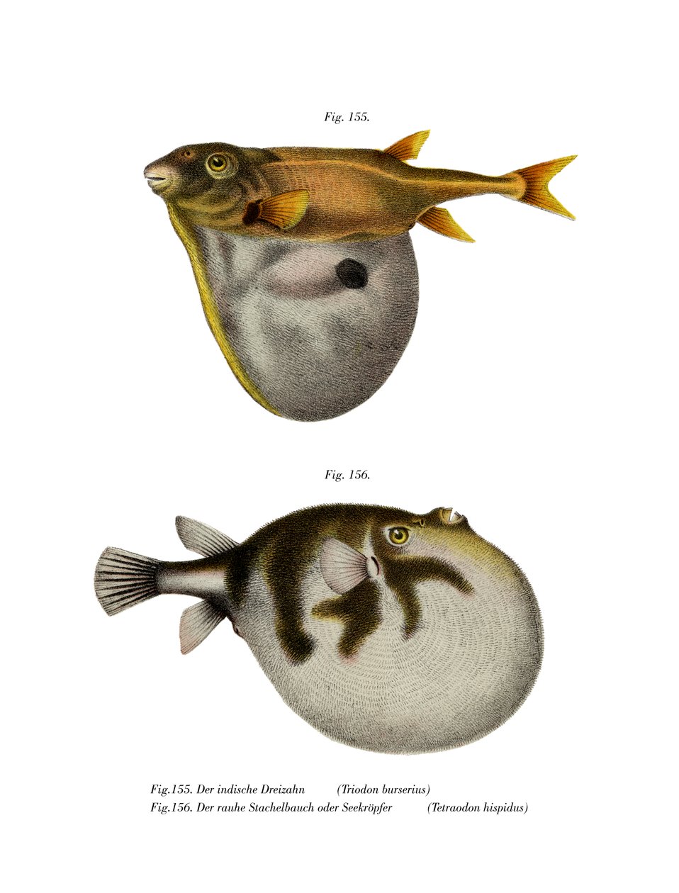 Poisson-globe à trois dents - German School