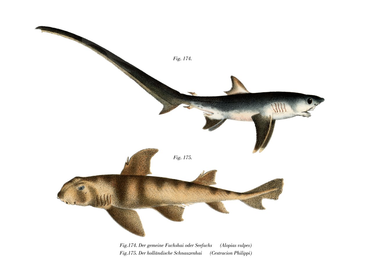 Requin renard - German School